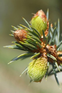 Sitka spruce
