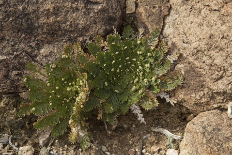 Resurrection Fern