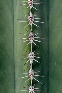Spines