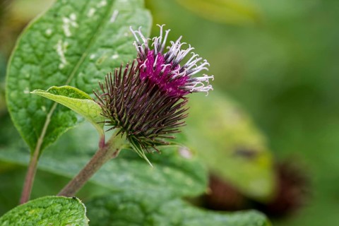 Small burdock