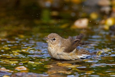 Garden warbler