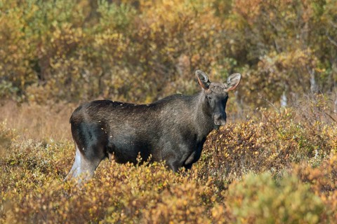 Elk