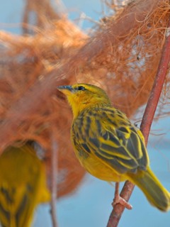 Nictitating band weaver