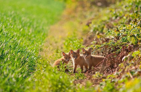 Red fox
