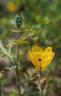 Mexican poppy