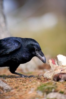 Common raven