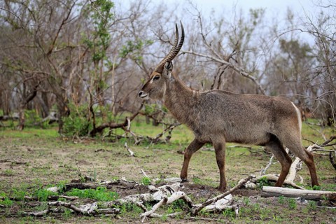 Common Waterbuck