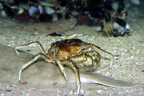 Large spider crab