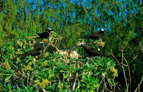 Black Noddy