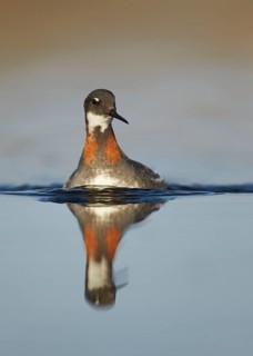 Red-necked Phalarope