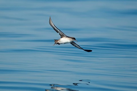 Balearic Shearwater