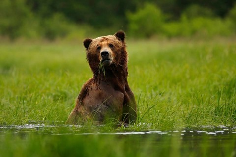 Grizzly Bear