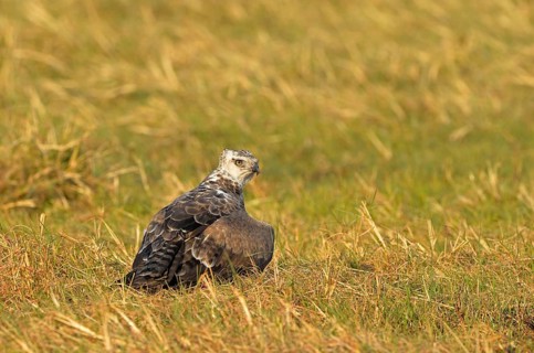 Martial eagle