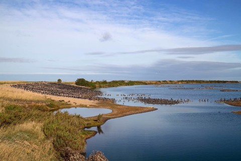 Looking north from the Sanctuary hide at RSPB Snettisham over oystercatchers and greylag geese roosting on the autumn tide