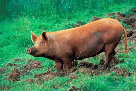 Domestic pig