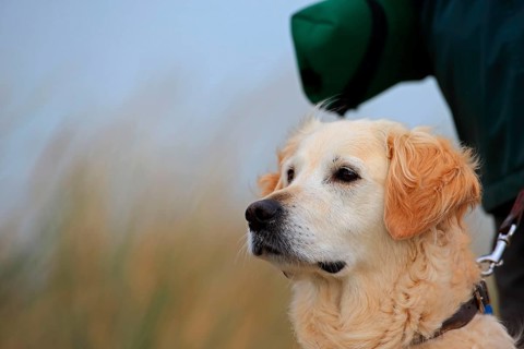 Domestic dog