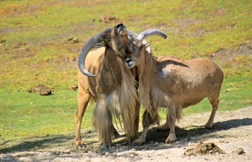 Barbary sheep
