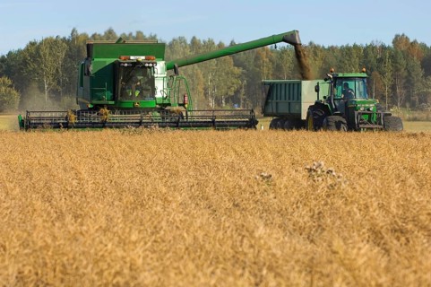 Oilseed rape
