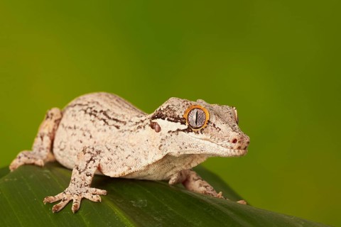 Gargoyle gecko