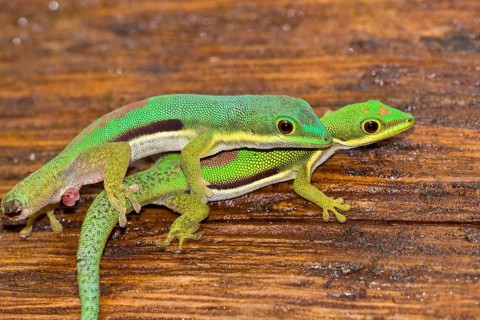 Green Gecko