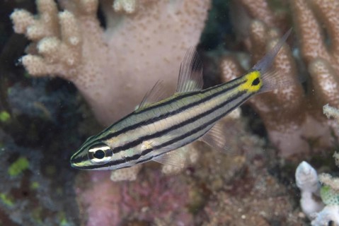 Cardinalfish