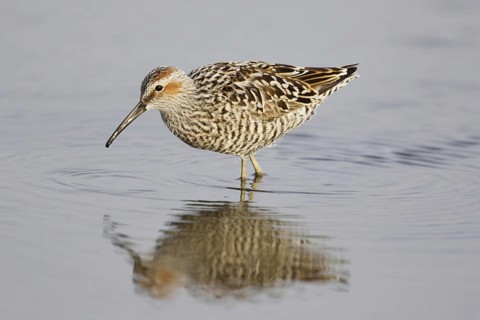 Stilt Sandpiper