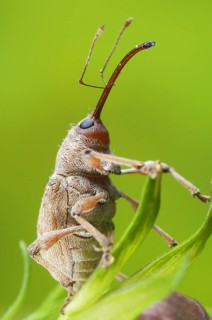 Chestnut Weevil