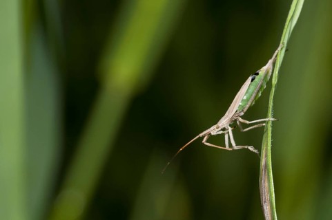 Grass bug