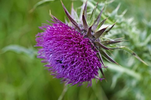 Musk Thistle