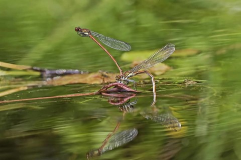 Early damselfly