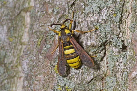 Aegeria apiformis