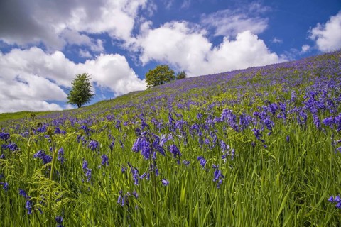 Bluebell