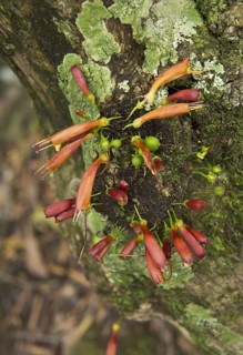 Tree Fuchsia