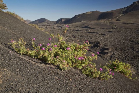 Rose-scented attar of roses