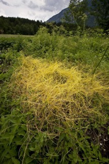 Nettle silk