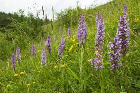 Fragrant Orchid