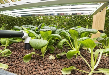 Pak choi grows in aquaponics unit