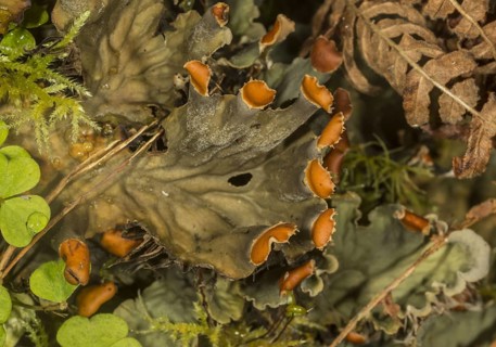Flat-fruited furry lichen