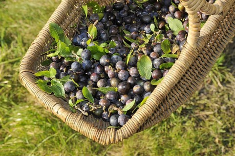 Blackthorn