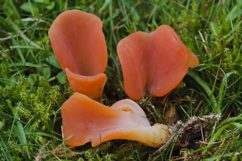Salmon Salad Fungus