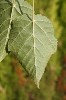 Pere David's pere david's maple