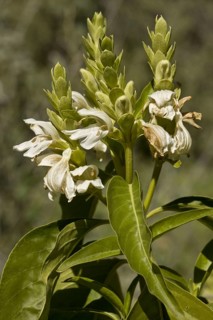 Malabar Nut