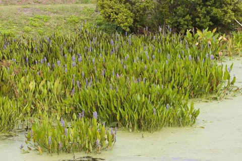 Heartleaf pondweed