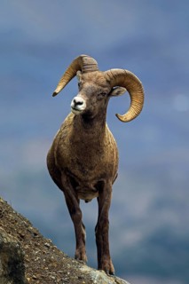 Bighorn sheep