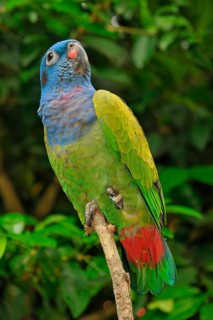 Black-eared Parrot