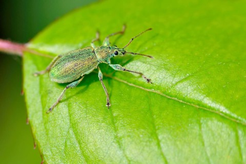 Green nettle beetle