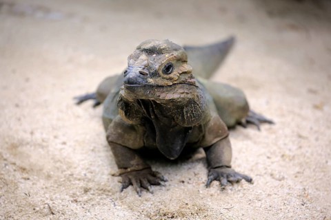 Rhinoceros iguana