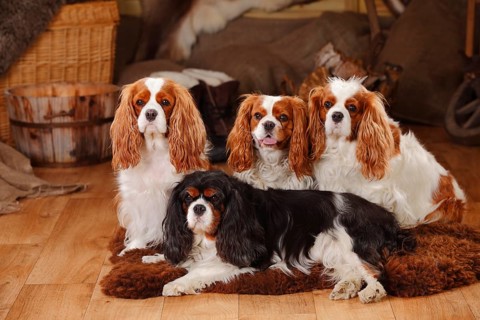 Cavalier King Charles Spaniel