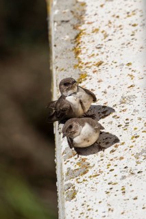 Eurasian crag martin