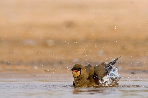 Red-winged Pratincole